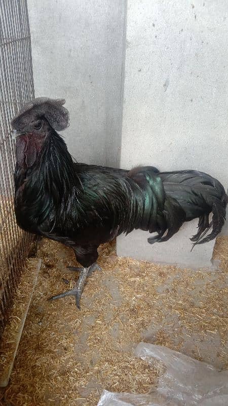 Ayam Cemani Breader Pair 1