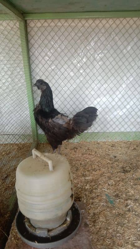 Ayam Cemani Breader Pair 2