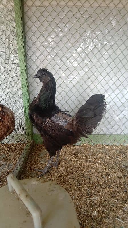 Ayam Cemani Breader Pair 3