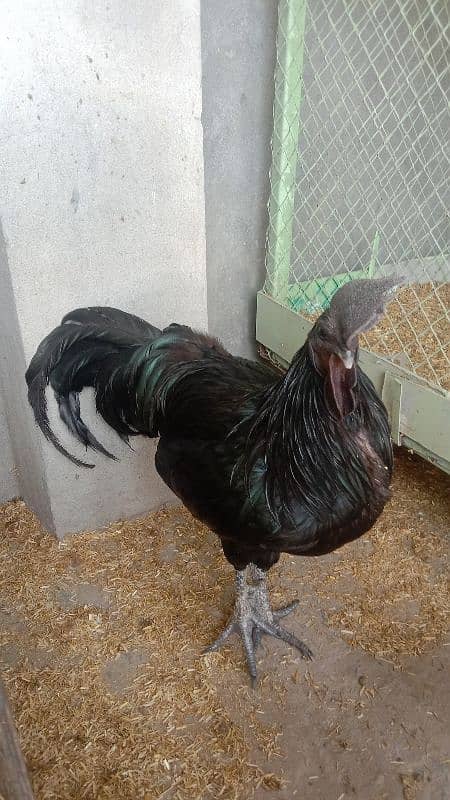 Ayam Cemani Breader Pair 5