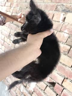 black shapherd long coat female 1 month age parents pedgre