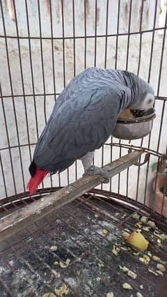 Hand tamed grey parrot, Java albino red with chicks & dna creamino