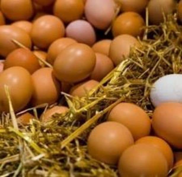 desi Andy organic eggs available 0