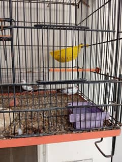 10 pairs of Finches available for sale 1 pite