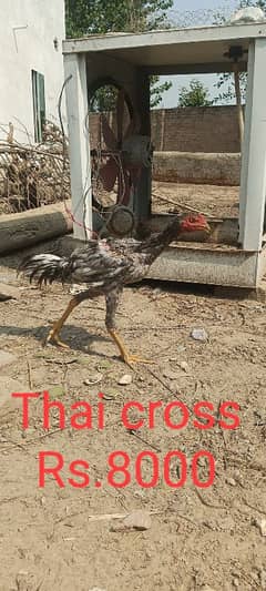 Aseel and Thai cross