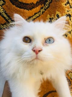 Persian male cat