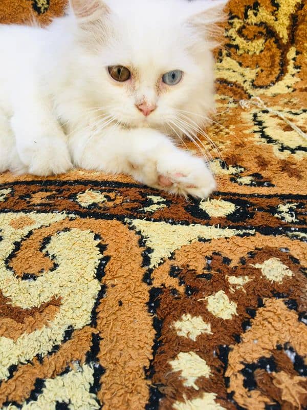 Persian male cat 1