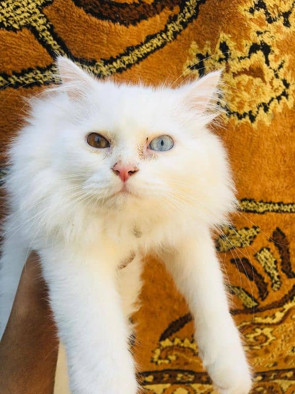 Persian male cat 2