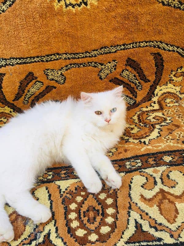 Persian male cat 3