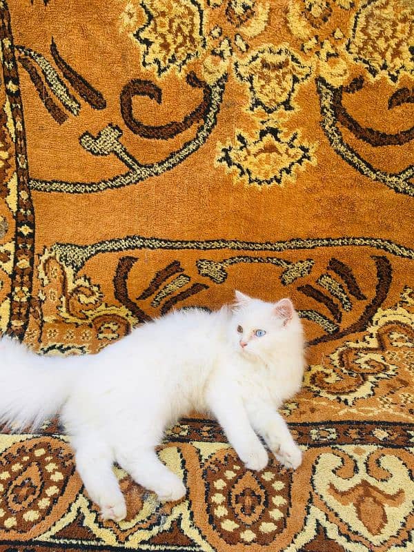 Persian male cat 4