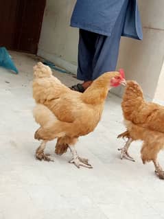 Egg laying Golden Buff Hen Chicken For sale