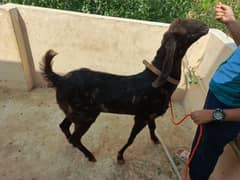 beautiful andal bakra