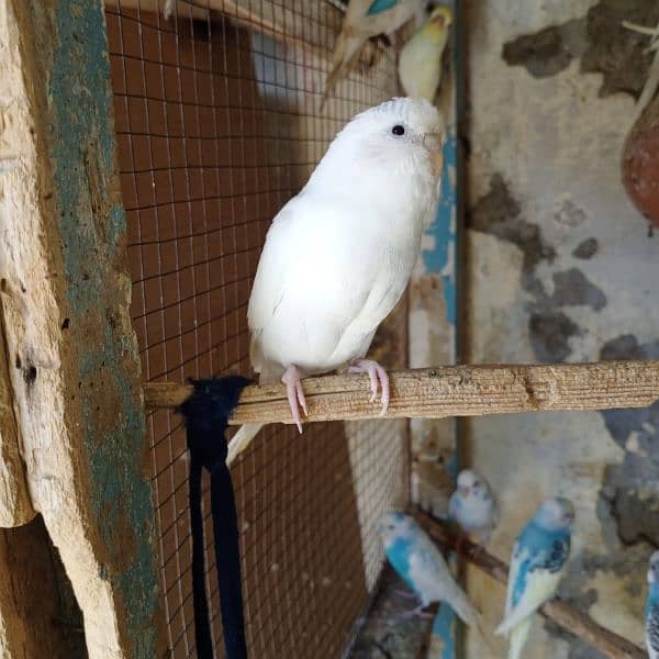 Australian budgie Parrot for Sale 1