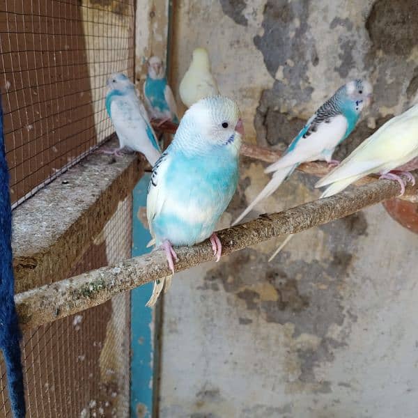 Australian budgie Parrot for Sale 2