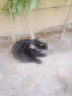 good balck cat