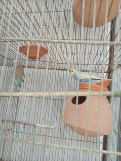 fresh budgies breeding pair