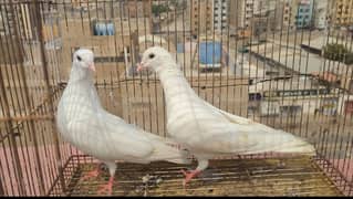 Patti wale pair