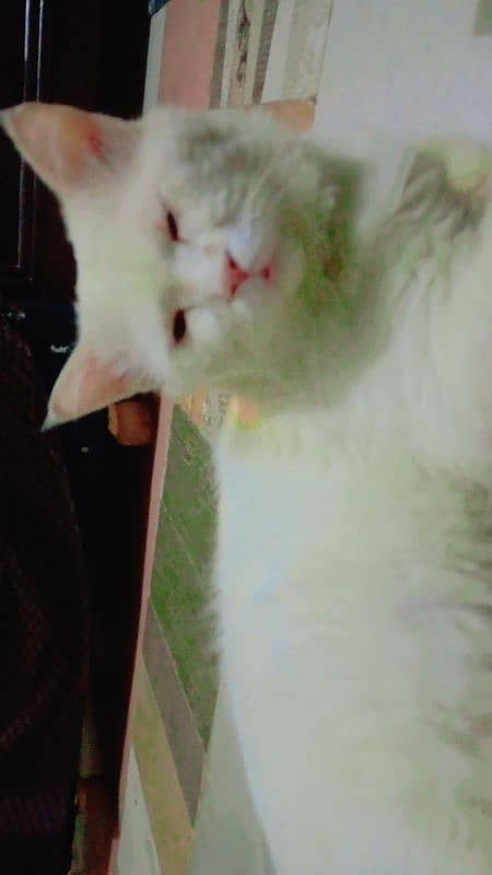 persian white cat 0