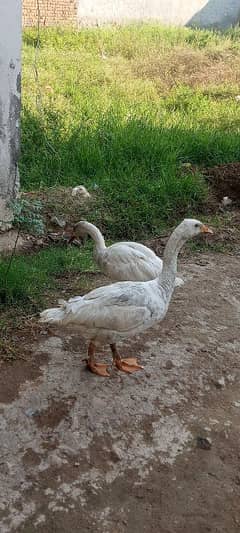 duck pair urgent sale Whatsapp 03155110956