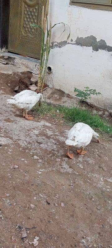 duck pair urgent sale Whatsapp 03155110956 1