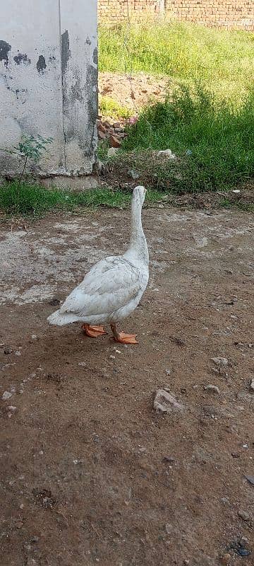 duck pair urgent sale Whatsapp 03155110956 2