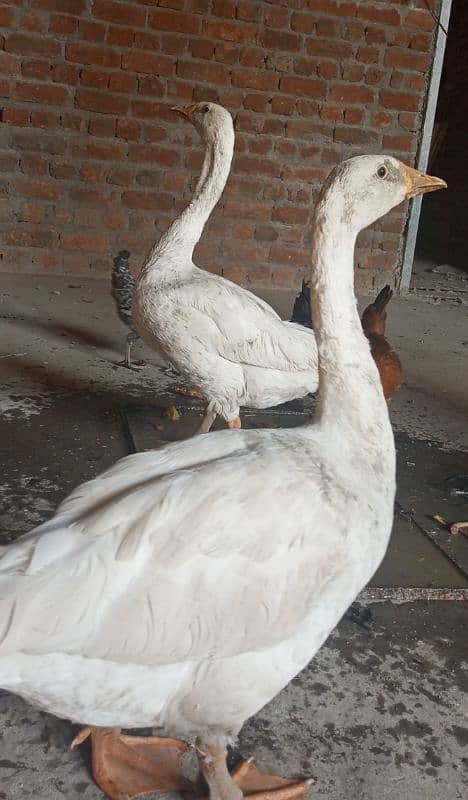 duck pair urgent sale Whatsapp 03155110956 3