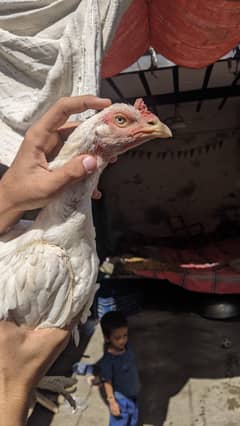 paper white Heera aseel female for sale 0