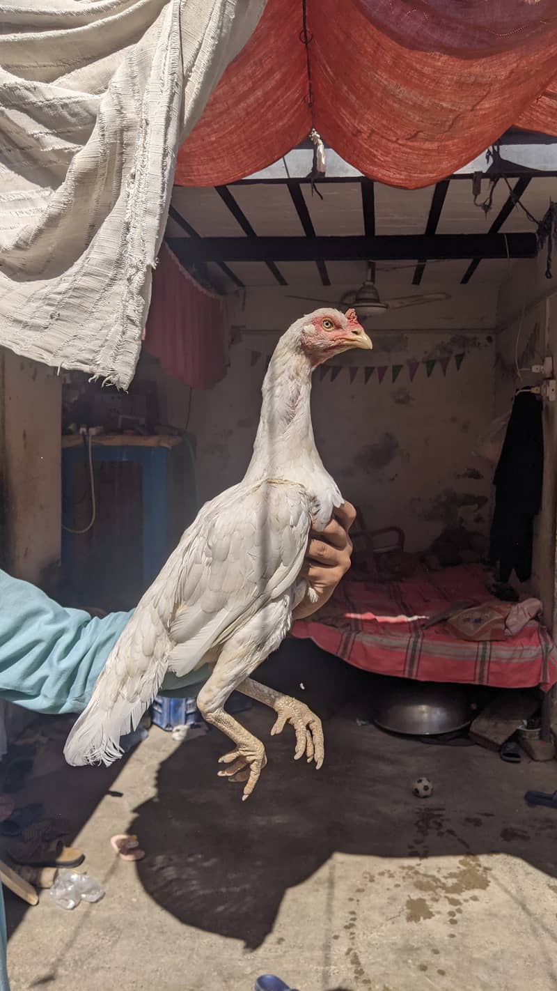 paper white Heera aseel female for sale 1