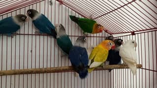 Lovebirds variety available. . .