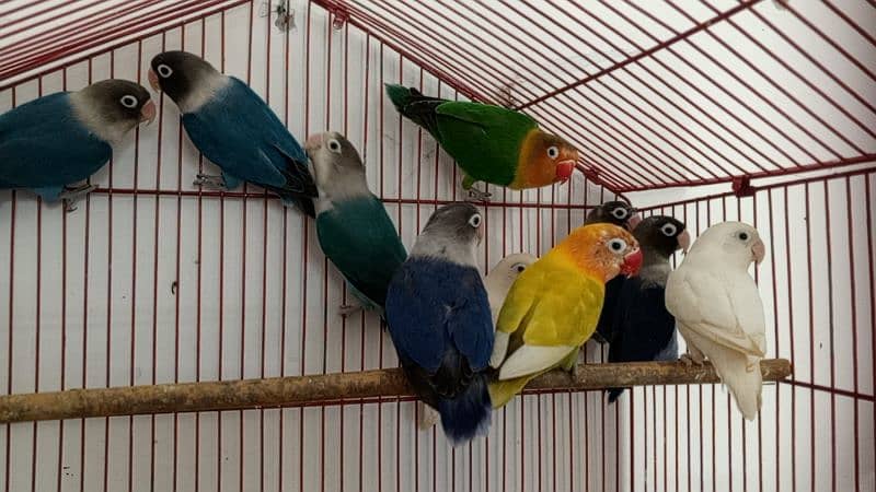 Lovebirds variety available. . . 0