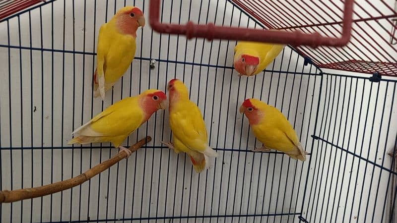 Lovebirds variety available. . . 1