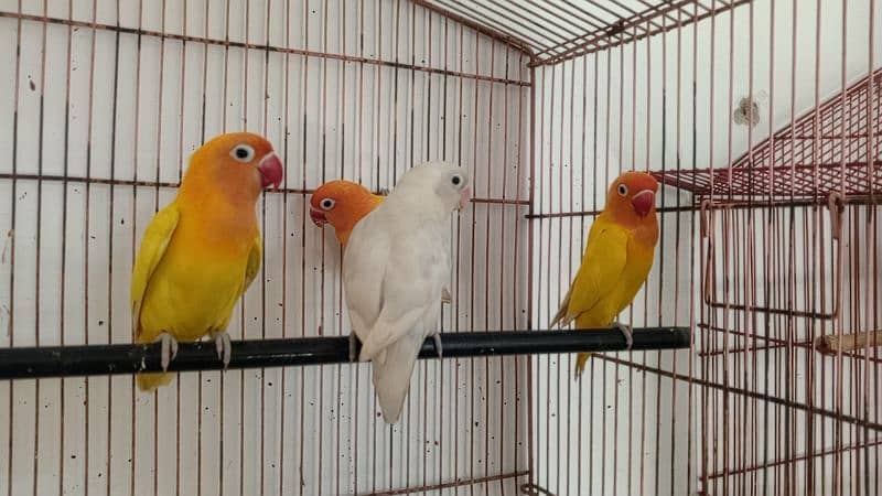 Lovebirds variety available. . . 2