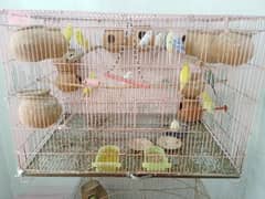 Budgies For Sale.