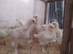 White buff chicks Rs 350 choozay