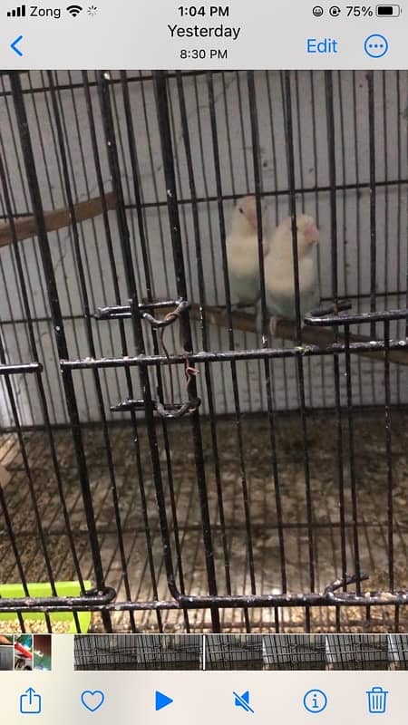 blue pastel eno breeder pair 1