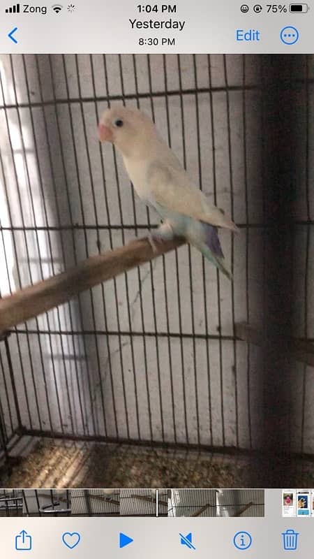 blue pastel eno breeder pair 2