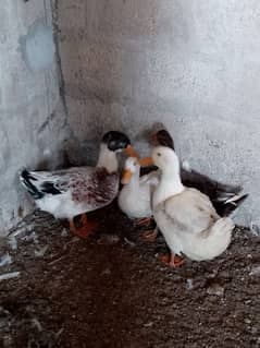 Ducks for sale