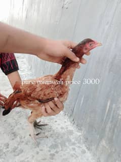 aseel 7 birds for sell