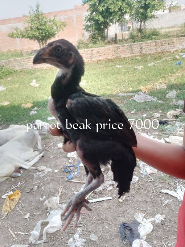 aseel 7 birds for sell 1