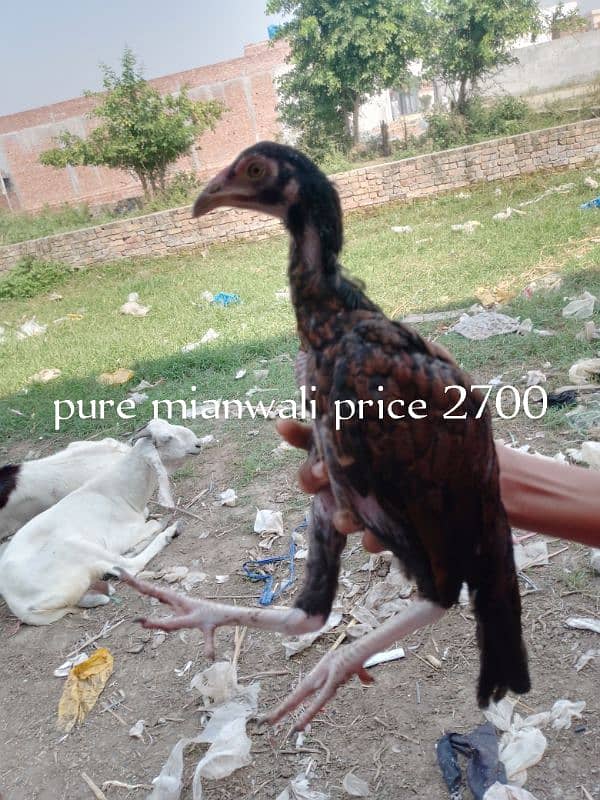 aseel 7 birds for sell 3