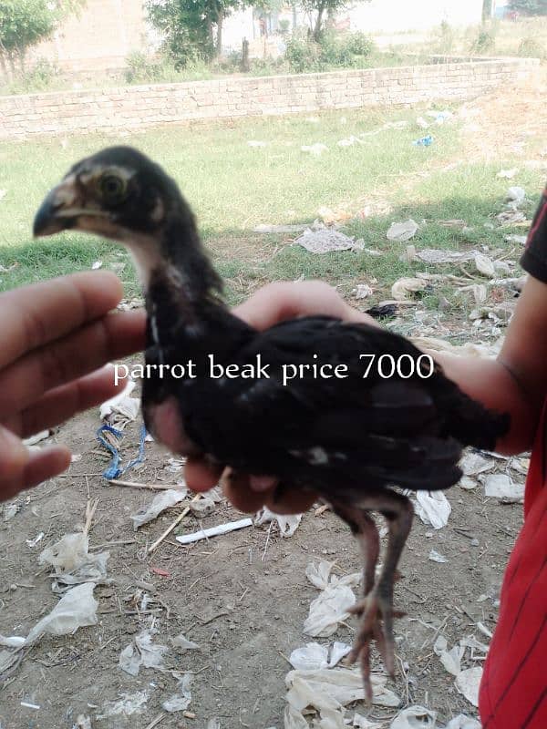 aseel 7 birds for sell 4