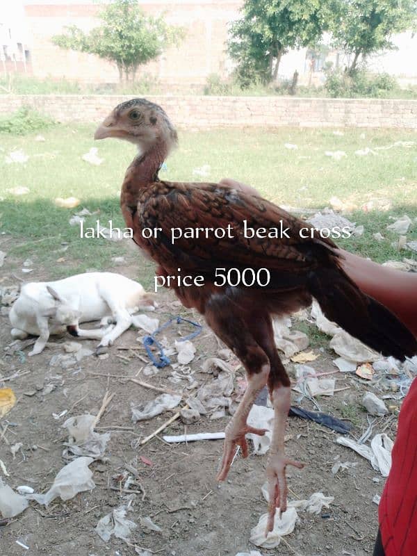 aseel 7 birds for sell 5