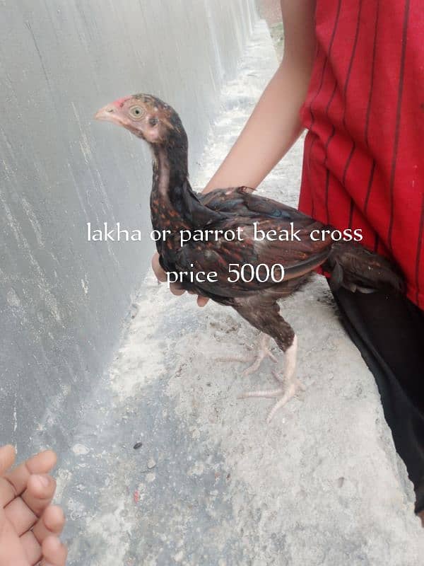 aseel 7 birds for sell 6