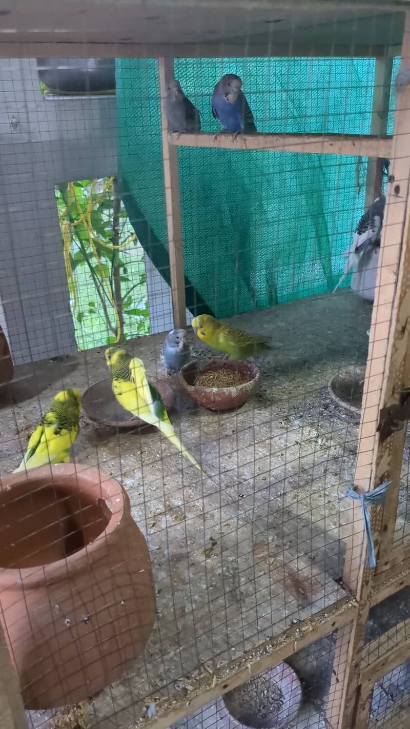 Pair of budgies for sale 0