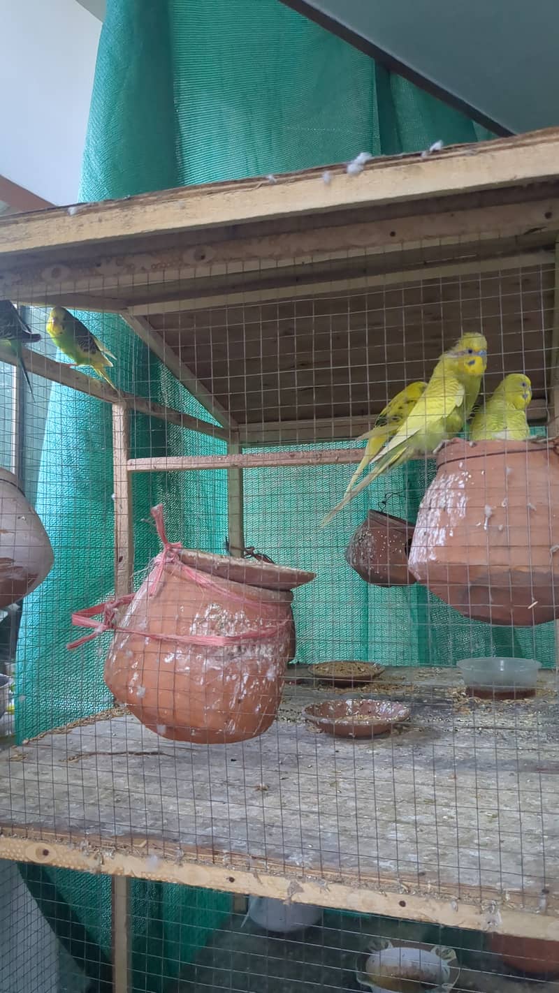 Pair of budgies for sale 1