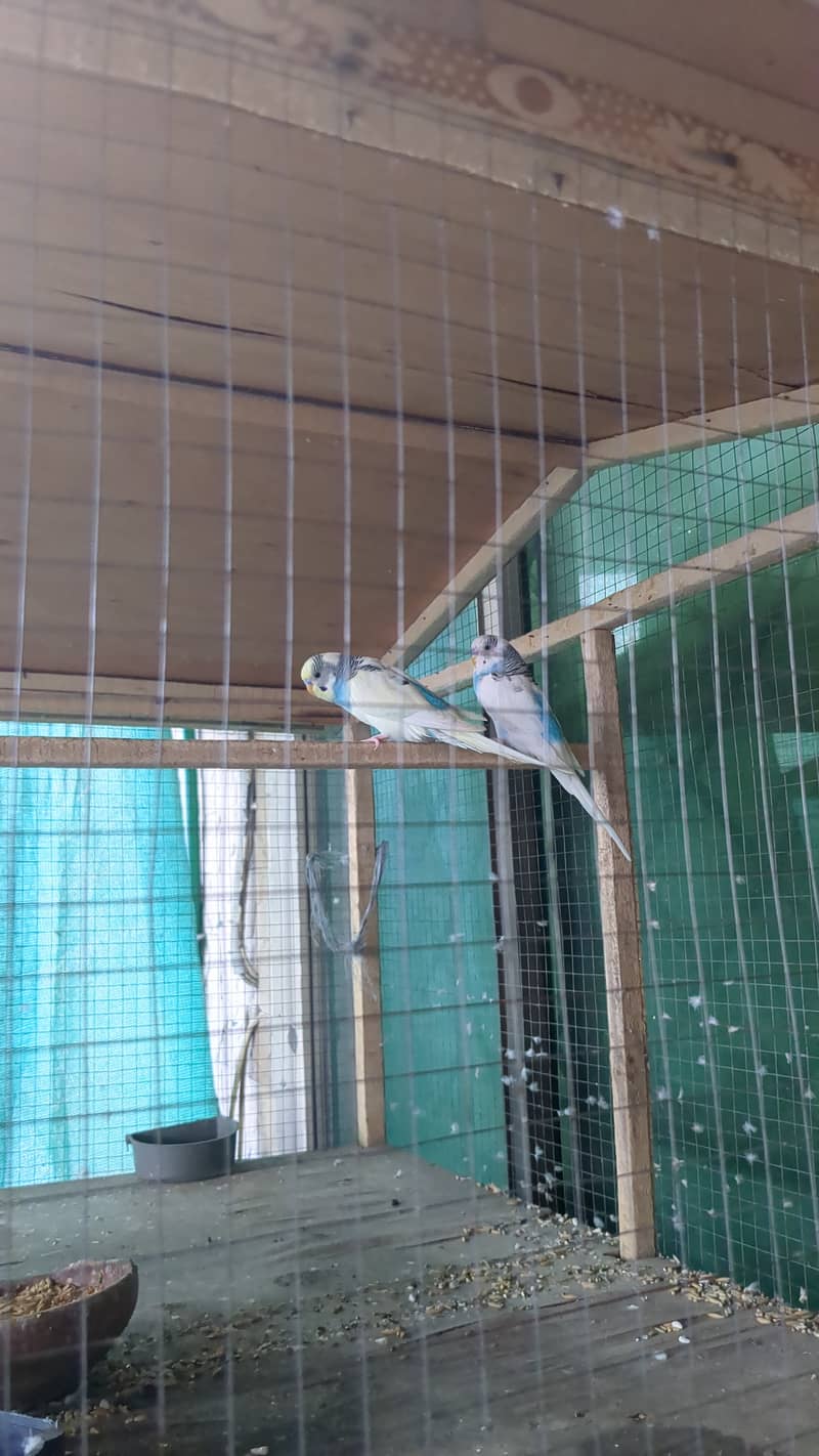 Pair of budgies for sale 3