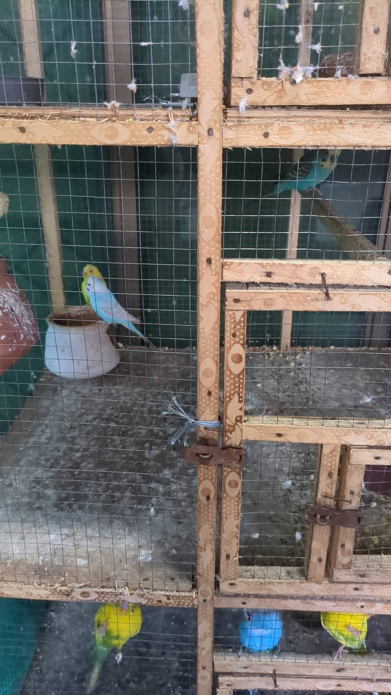 Pair of budgies for sale 4