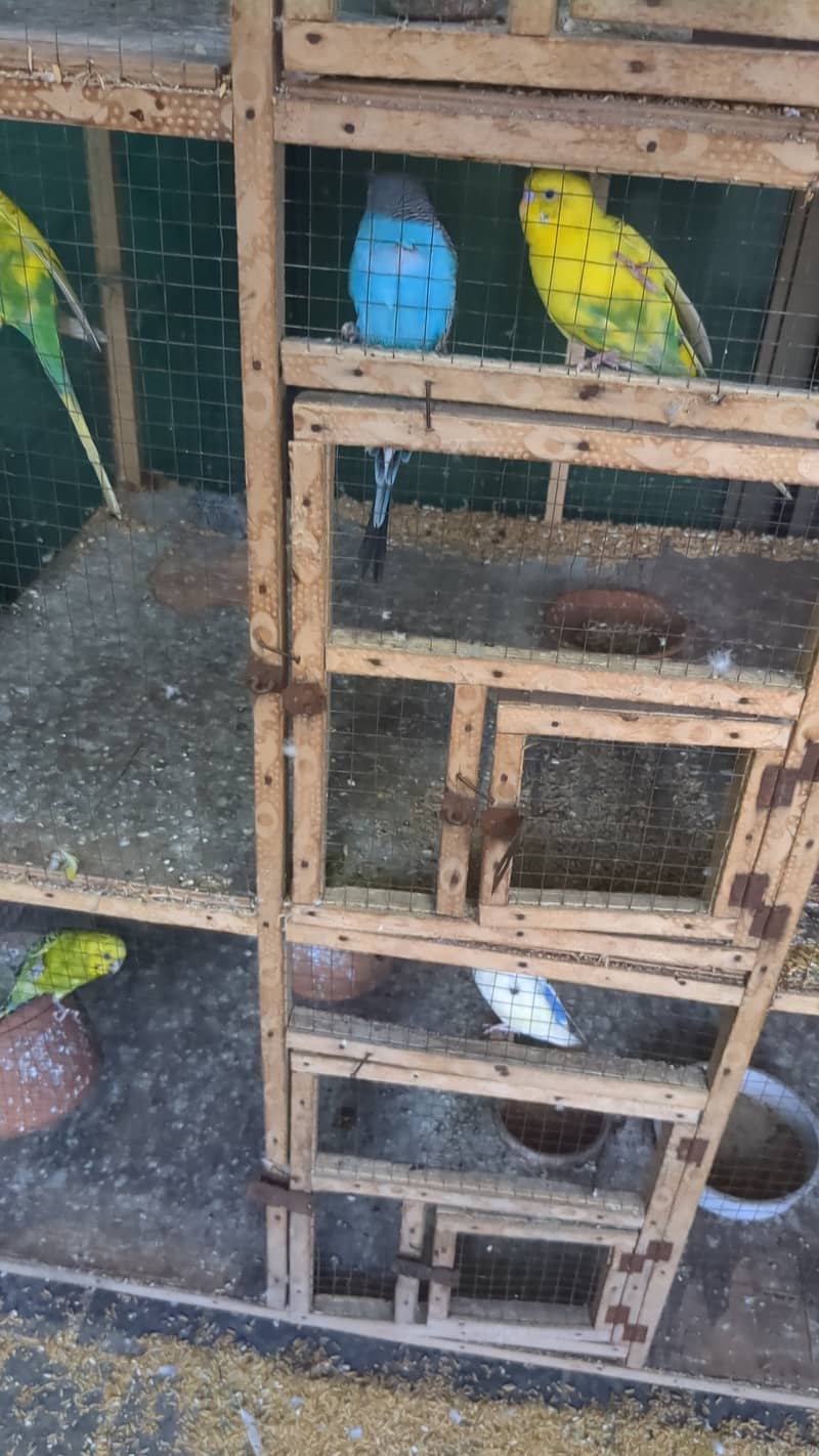 Pair of budgies for sale 5