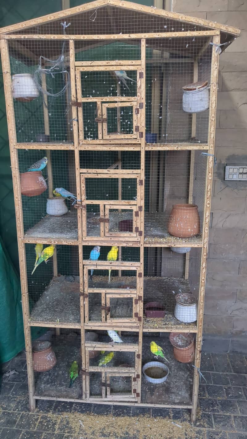 Pair of budgies for sale 7