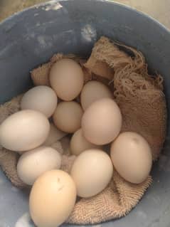 Fertile Eggs for Sale